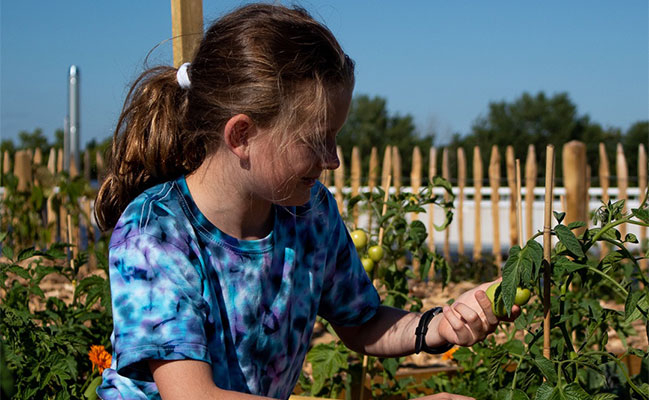 culture maraîchère potager pédagogique jardins rooftop villeneuve d'ascq à la maillerie
