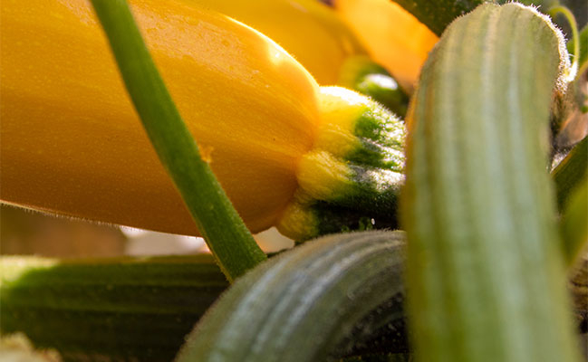 micro jardinerie de quartier locale et pratique à la maillerie villeneuve d'ascq